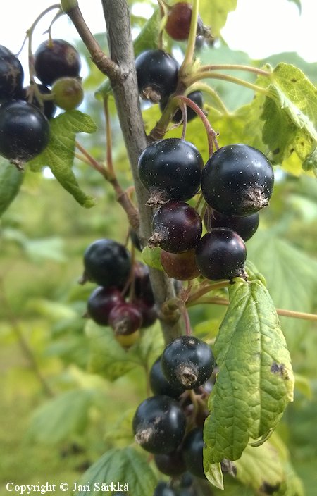 Ribes nigrum 'Mikael', mustaherukka